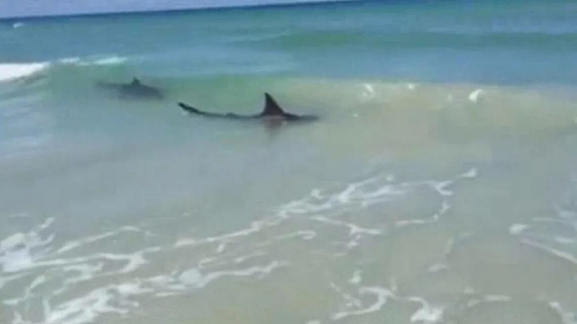 Рифовая рыба шри ланка. Акулы на шри. Акулята хиккадува. Фуджейра рифовые акулы. Рыба ремора и акула.