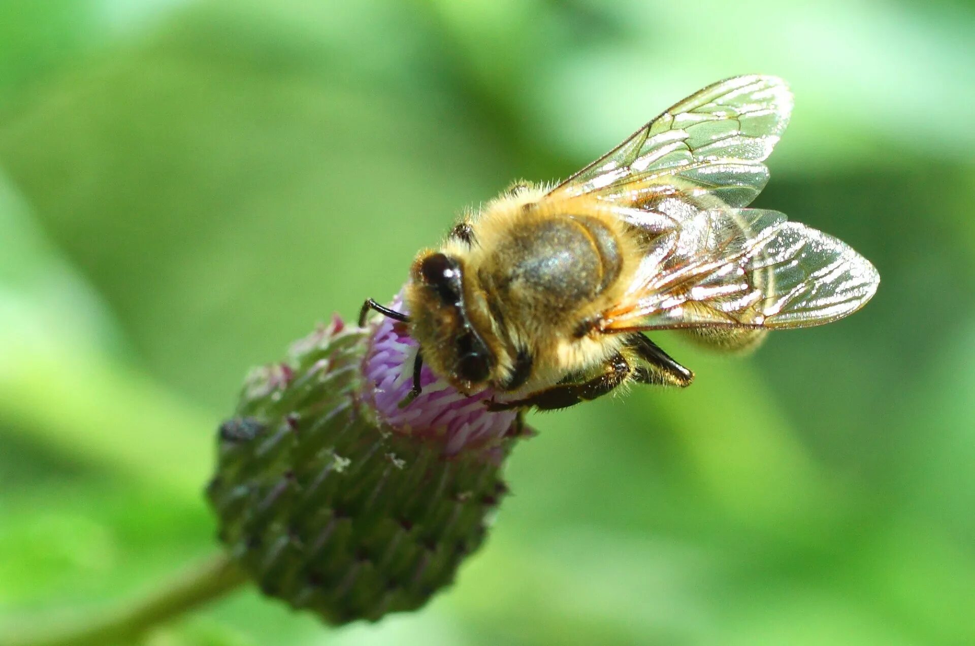 Среднерусская медоносная пчела. Дикая медоносная пчела. Медоносная пчела. Пчеловодство. Пчела фото.