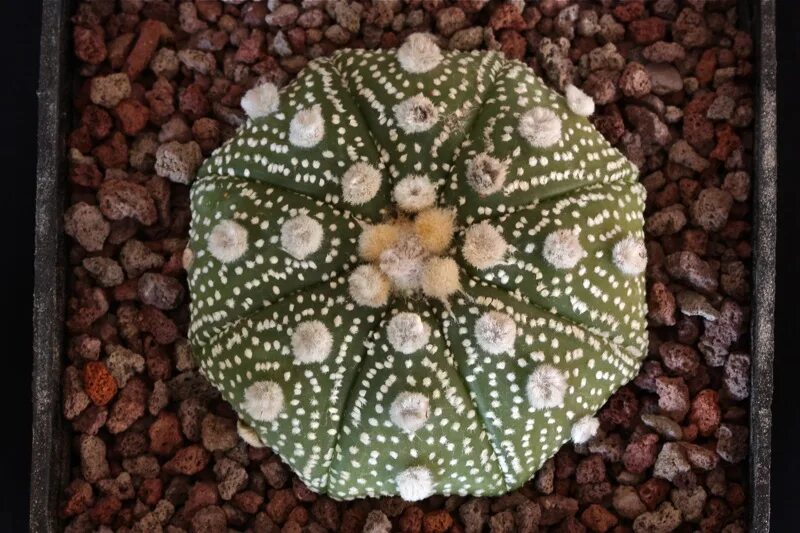 Astrophytum asterias