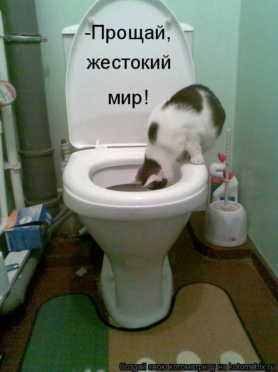 Пью и не хожу в туалет. Шутки про туалет. смешные шутки про унитаз.