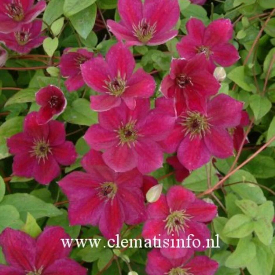 Clematis viticella 'John Howells' Clematis, Clematis vine, Pink garden