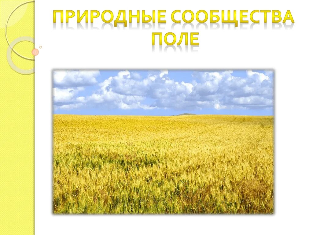 Поле 7 класс. Русское поле стих гофф. Поле 7 класс. Пшеничное поле вангол. Поле 7 класс.