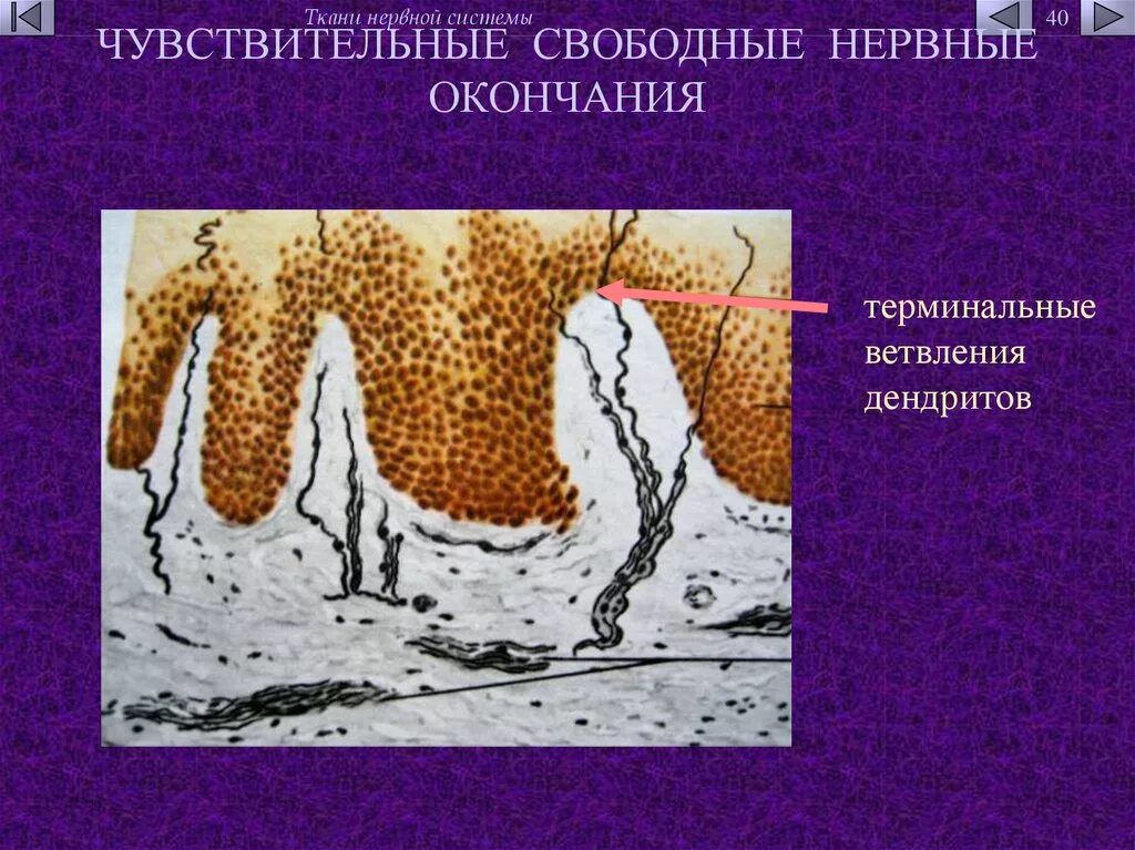 Нервные окончания функции. Свободные чувствительные нервные окончания. Свободные неинкапсулированные нервные окончания. Свободные нервные окончания в эпителии кожи. Неинкапсулированные нервные окончания.