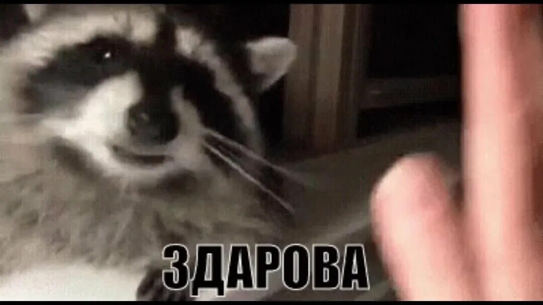 Толик прикол. Привн. Роуэн аткинсон 2022. Привн. Картинка привет медвед.