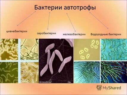 Выберите функции цианобактерий в биосфере