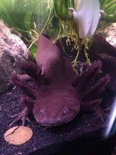 Аксолотль стоит