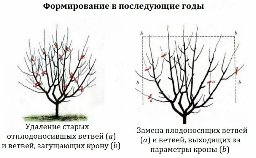 Формировка черешни кустом KGB. Черешня формировка испанский куст схема. Схема формировки черешни. Разреженно ярусная формировка черешни.