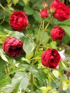 El rose