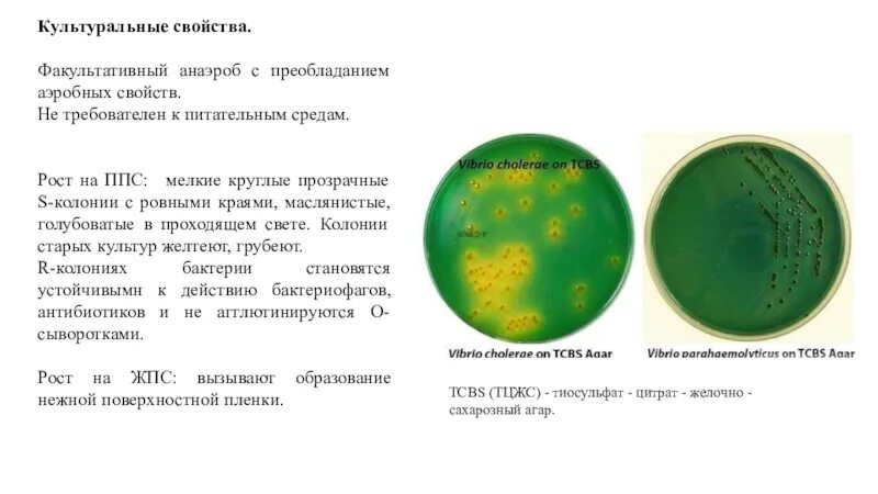 Холера питательные среды. Холерный вибрион колонии. Холерный вибрион на питательных средах. Питательные среды для культивирования v.cholerae. Холерный вибрион на МПА.