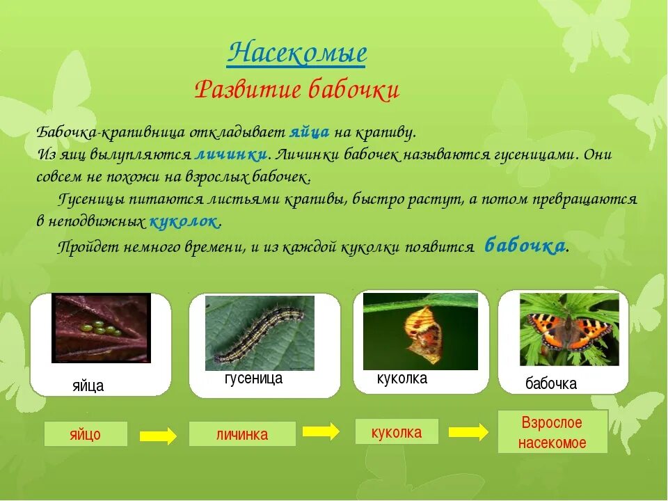 Размножение бабочек 3 класс окружающий мир. Развитие бабочки. Этапы развития бабочки. Развитие насекомых. Стадии гусеница бабочка