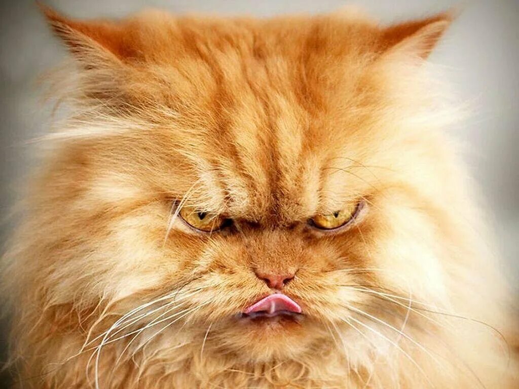 Злобный кот. Злой кот. Недовольная морда. Персидский кот злой. Злая морда.