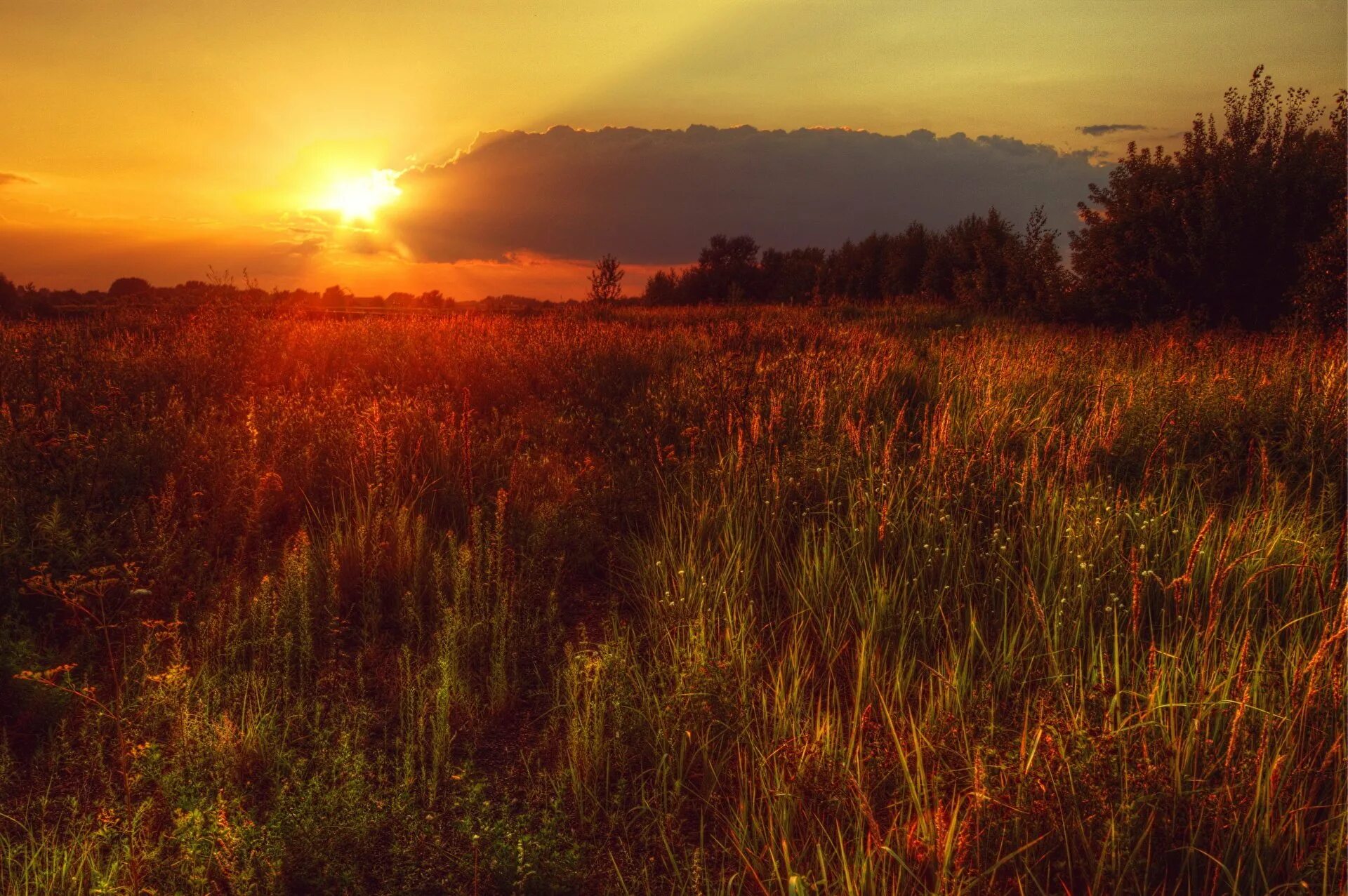 Поле небо. Поле пшеницы и голубое небо. Никитин полно степь моя спать беспробудно. Над полями 3. Красивые облака.