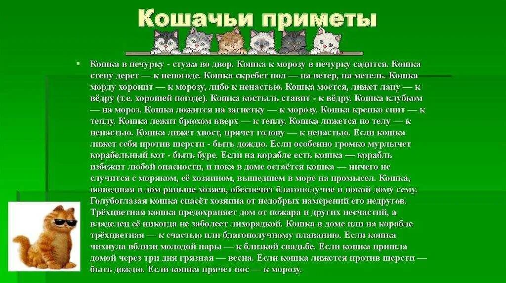 Кошачьи приметы. Приметы про кота. Приметы если кошка. Кошка пришла в дом примета. К чему приходят кошки примета