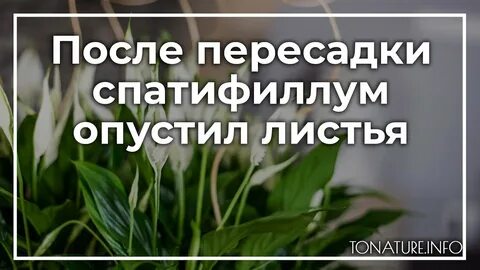 Пожелтел лист у женского счастья