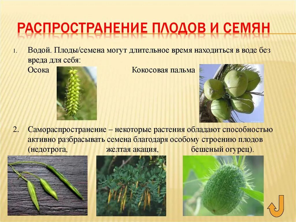 Как называется способ распространения. Плоды и семена распространение плодов и семян. распространение плодов ис мян. распространение плодов и семян водой. способы распространения плодов растений.