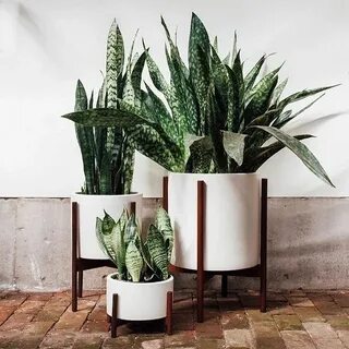 Modern plants