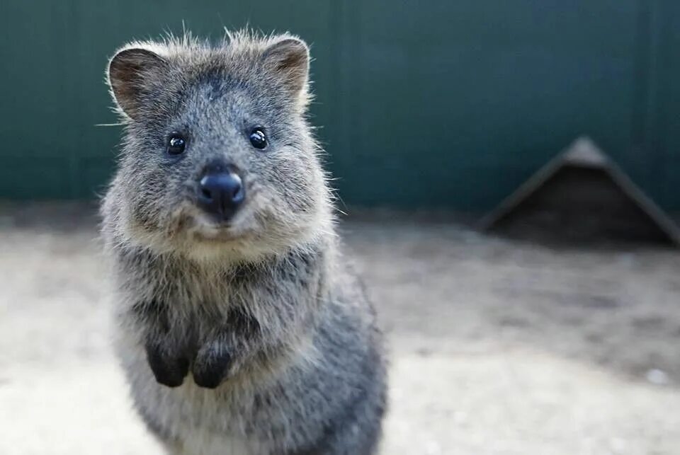 Самое довольное животное. Вомбат и квокка. Квокка сумчатый зверь. Квокка эндемики австралии. Роттнест квокка.