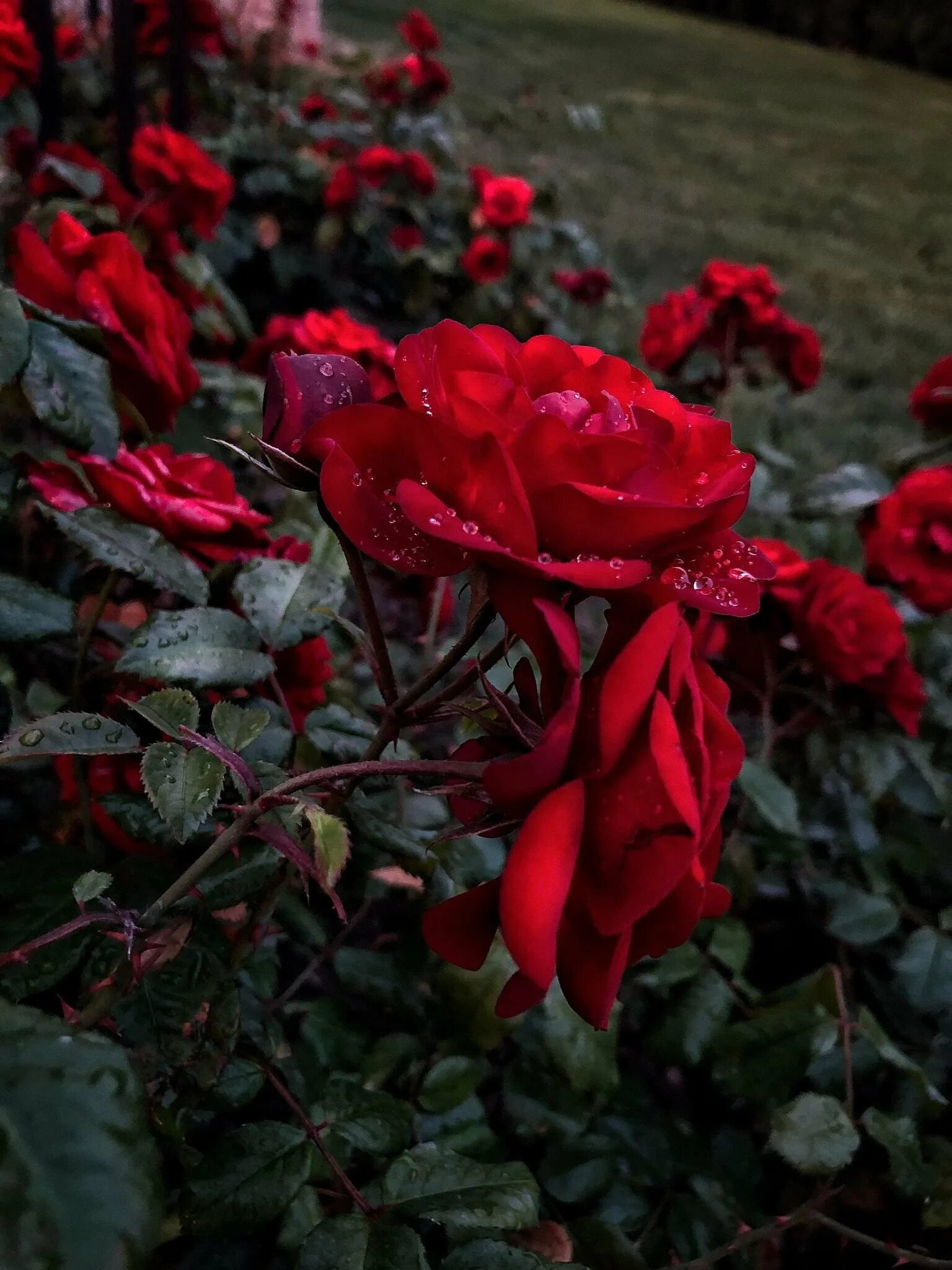 Куст розы Хельмут.