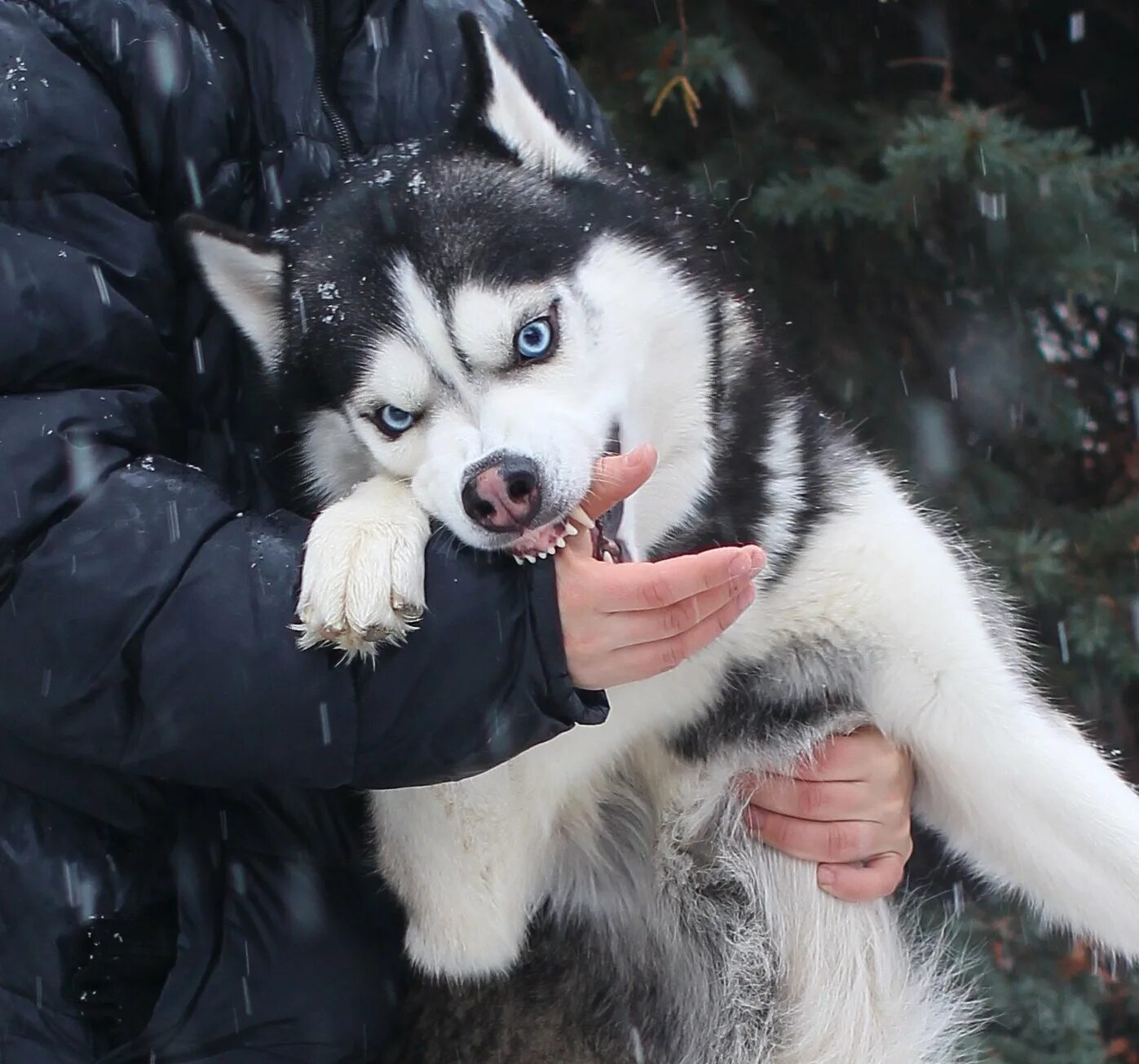 помесь алабая и хаски. среднеазиатская овчарка. метис хаски и алабая. метис алабая и лайки. хаски алабай.