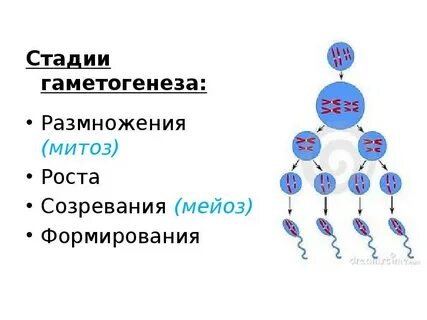 Образованы мейозом сперматоцитов 1 порядка
