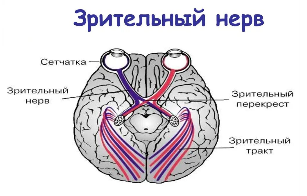 Топография зрительного нерва. Зрительный нерв ,хиазма анатомия. Зрительный нерв входит в полость черепа через. Зрительный нерв 2 пара черепных нервов. Тип зрительного нерва