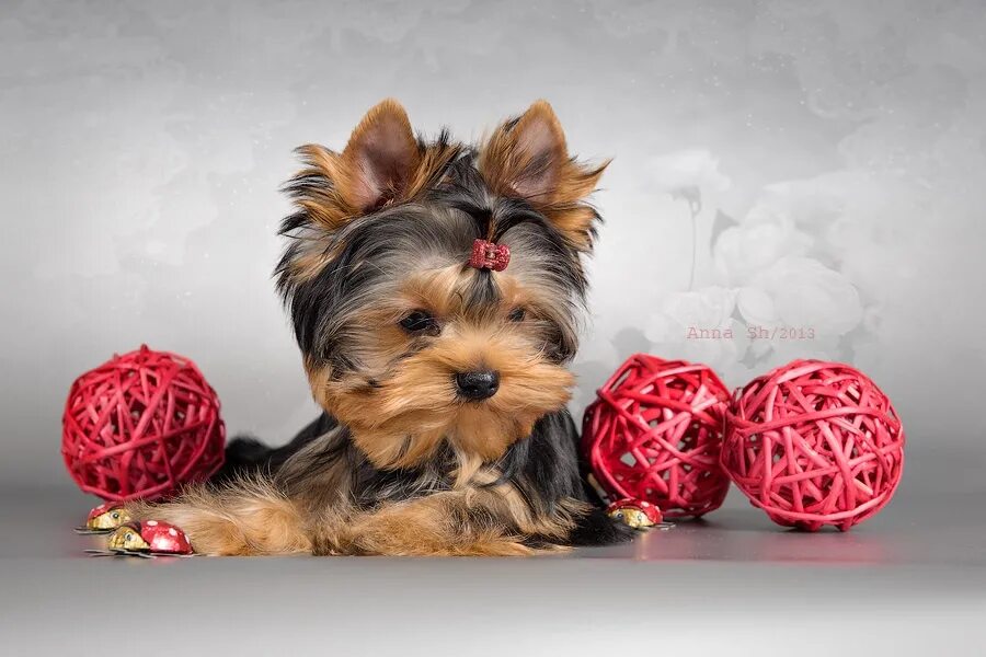 Красивые имена для собак девочек йорков. Уотерсайдский терьер. Йоркширский терьер имя для девочки. Ершский терьер собака кличка. Йоркширский терьер имя для девочки.