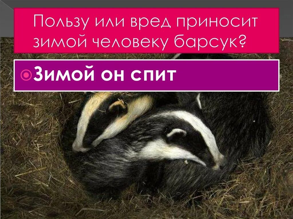 Барсук массаж. Пользу или вред приносит зимой человеку барсук. барсук и человек. барсук зимует. польза или вред приносит зимой барсук.