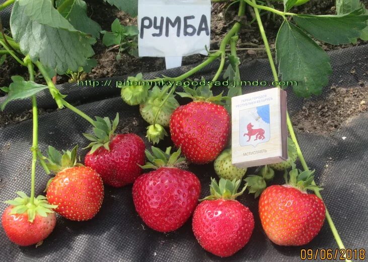 Сорт румба. Земляника садовая румба. земляника сорт румба. сорт клубники румба.