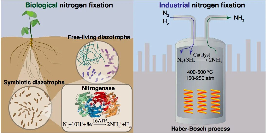 Захват азота. Nitrogen fixation. Фиксация азота бактериями. Азотфиксация микроорганизмами. Биологическая фиксация азота.