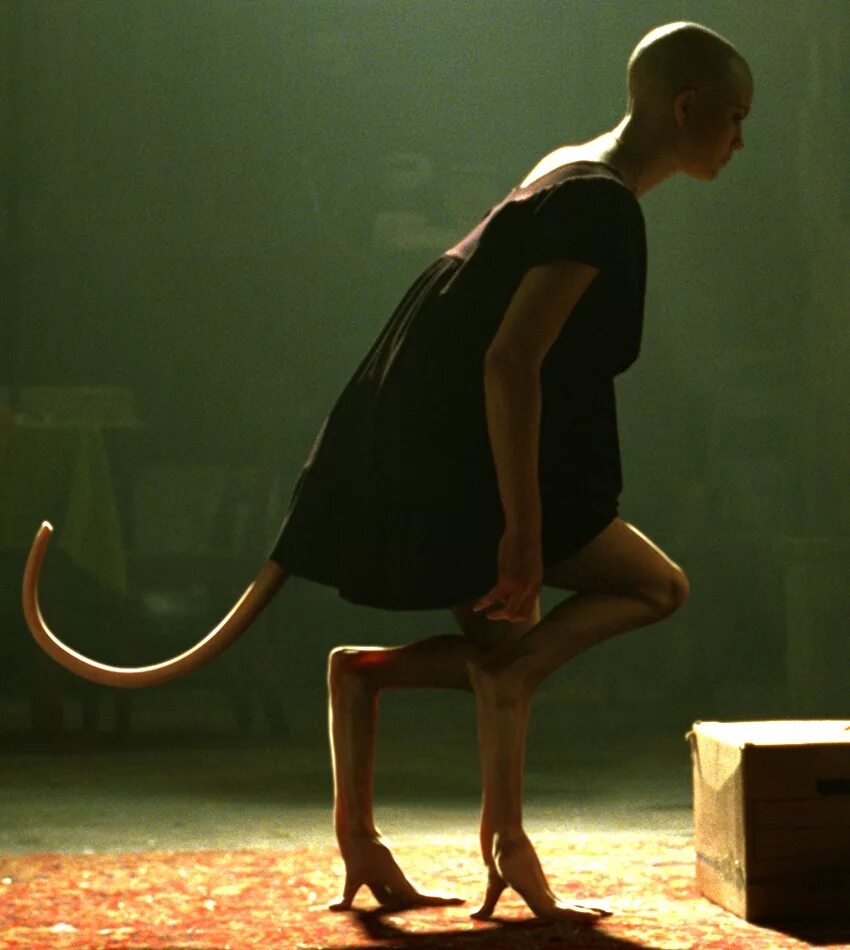 Человек с хвостом животного. Человек с хвостом животного. Хвост раптора фурсьют. Кот с хвостом. Кот с хвостом.