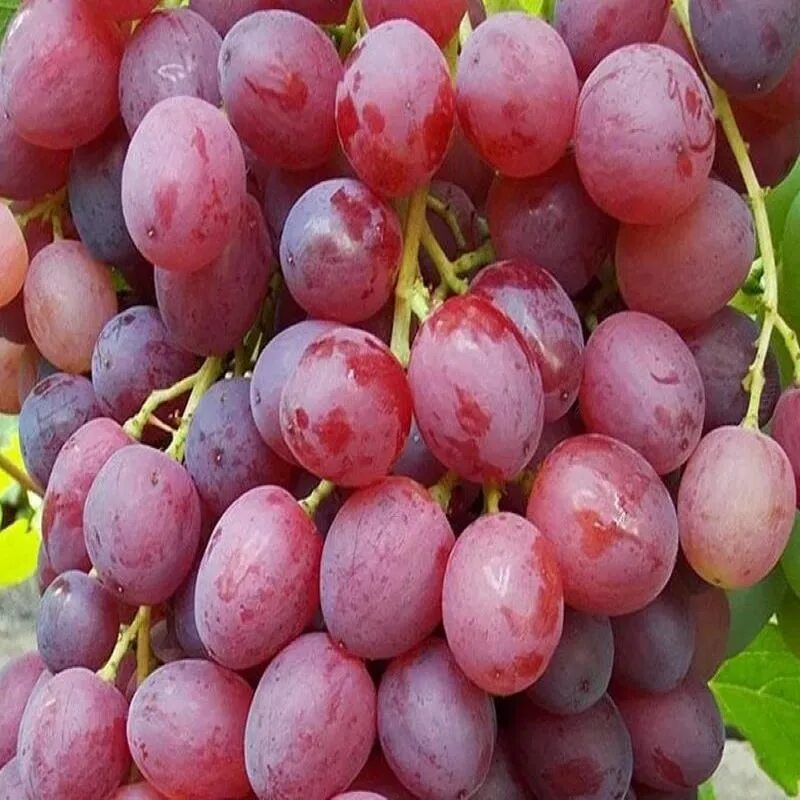 Виноград Тайфи красный. Сорт Тайфи. Сорт винограда Тайфи. Виноград Тайфи Узбекистан.