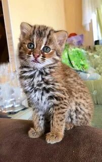 Самая дешевая кошка