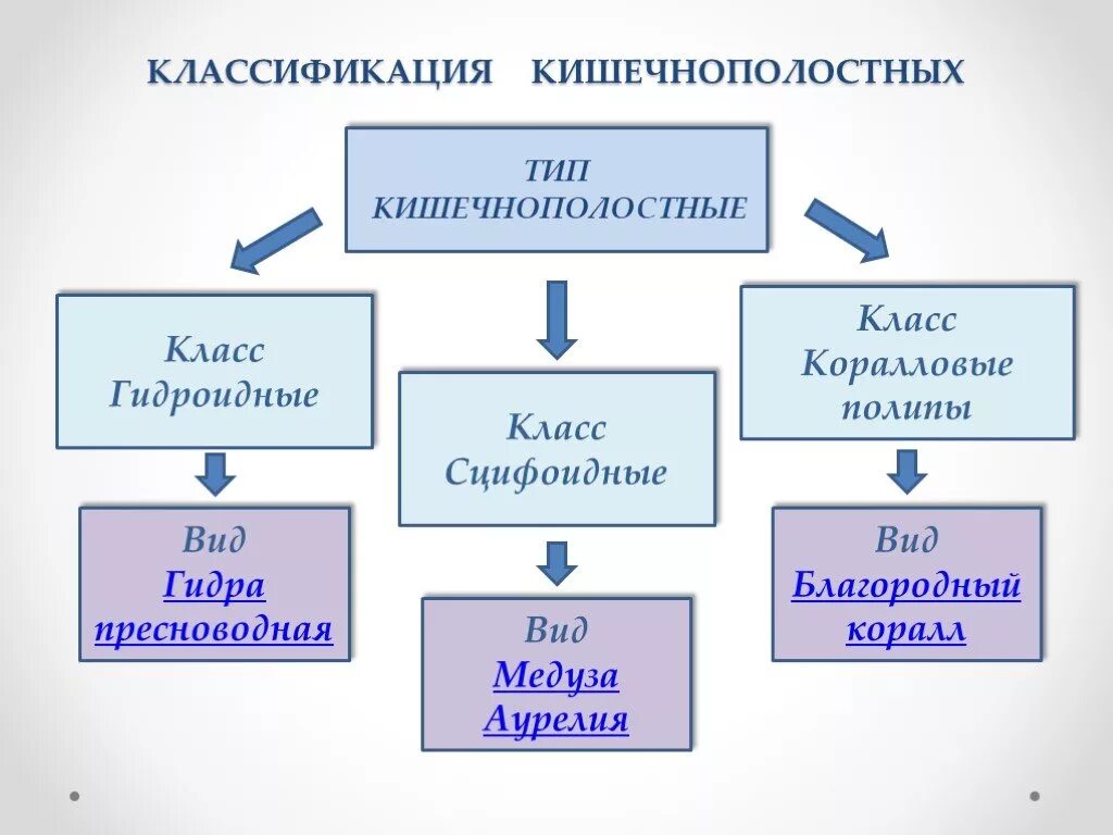 Особенности группы кишечнополостные. Тип Кишечнополостные классификация. Тип Кишечнополостные систематика. Схема Тип Кишечнополостные 7 класс. Схема по биологии 7 класс Тип Кишечнополостные.