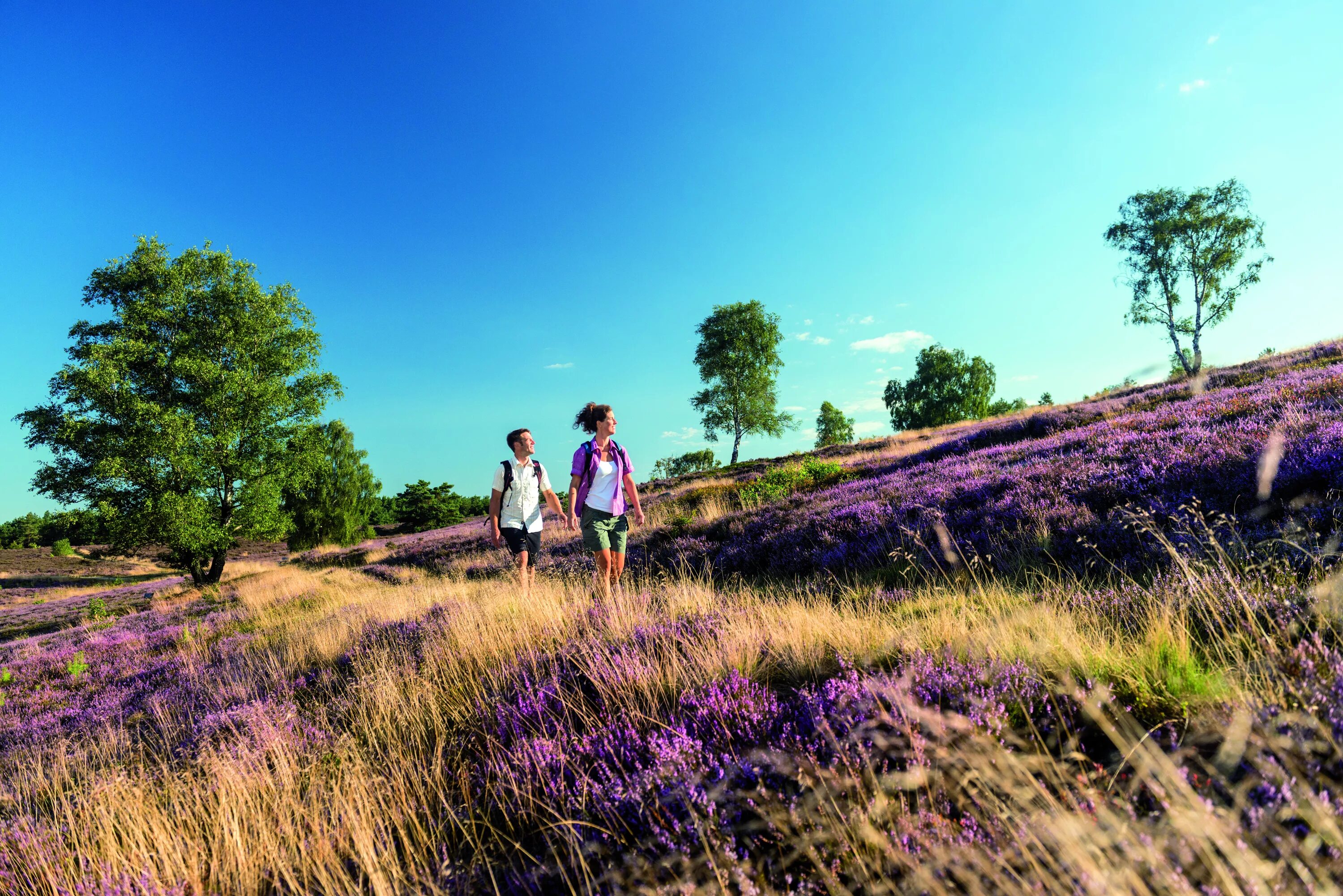 Унд дас хайст. Auf der heide blüht. Поля фацелии озеры. Auf der heide blüht. Erika herms niel 1939.
