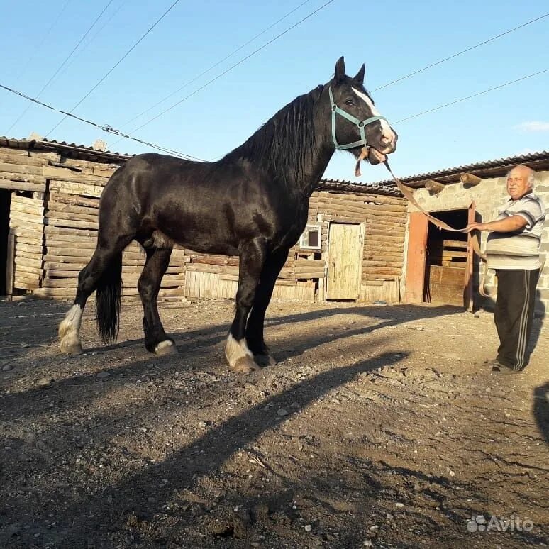 Лошади продажа ростовская. Лошади Ростовская область. Владимировец конь. Продажа рабочих лошадей. Продаётся лошади на авито.