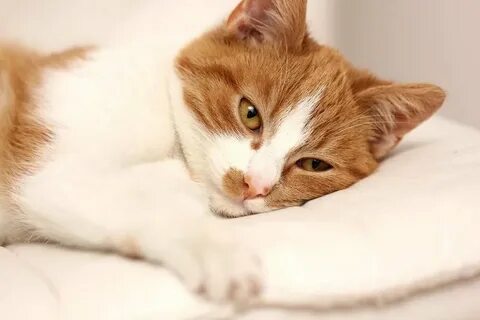 Кошачья чумка симптомы лечение