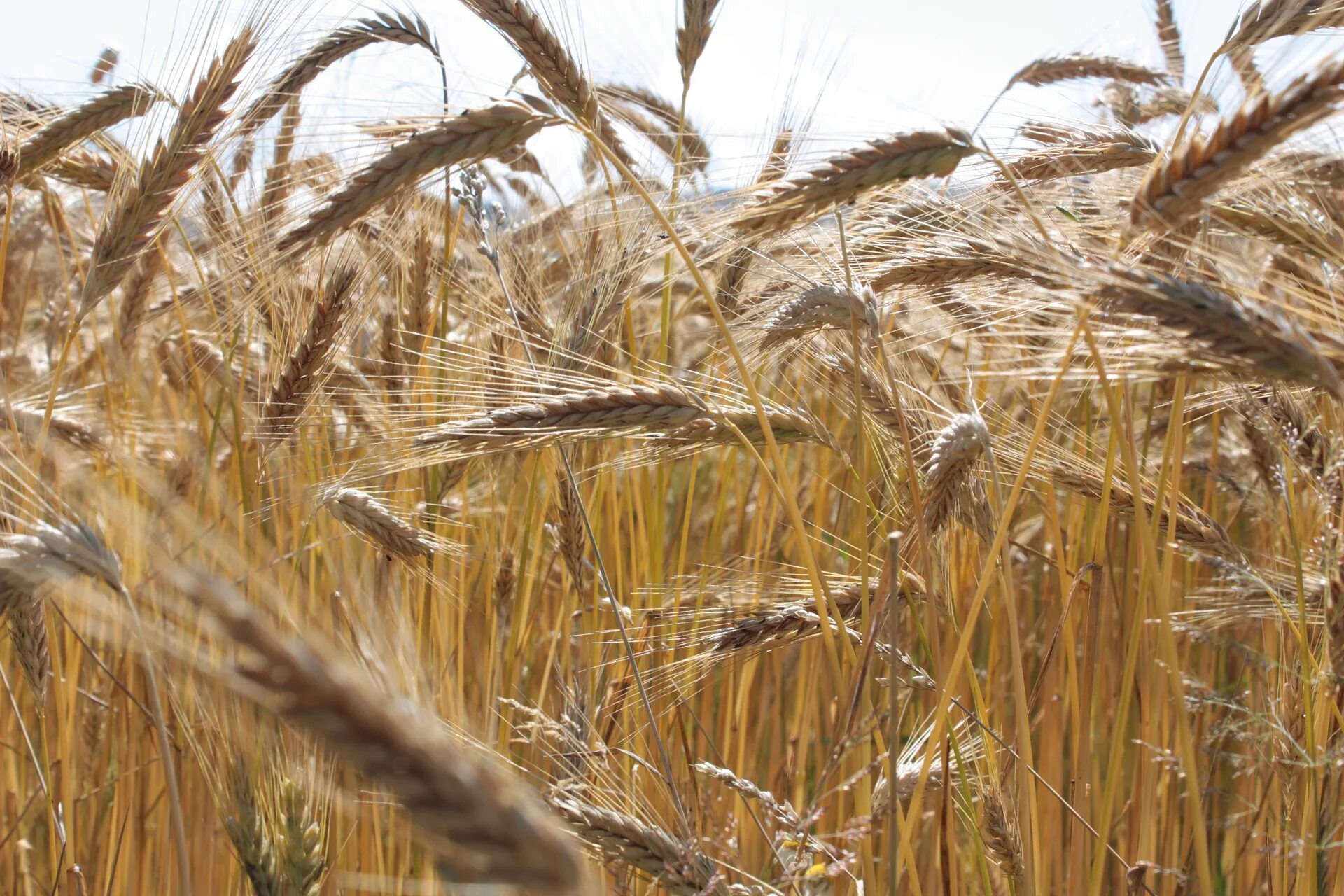 Ячмень крым. Ячмень поле в Ставропольском крае. Посев пшеницы. Посев озимой пшеницы. Посев ячменя.