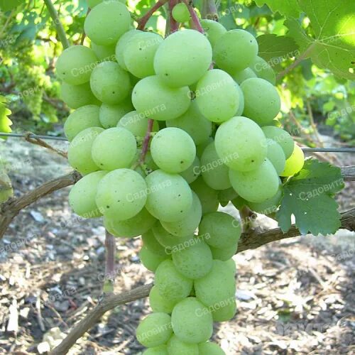 Описание сорта "Алиготе (Мухранули)" RU-VITIS