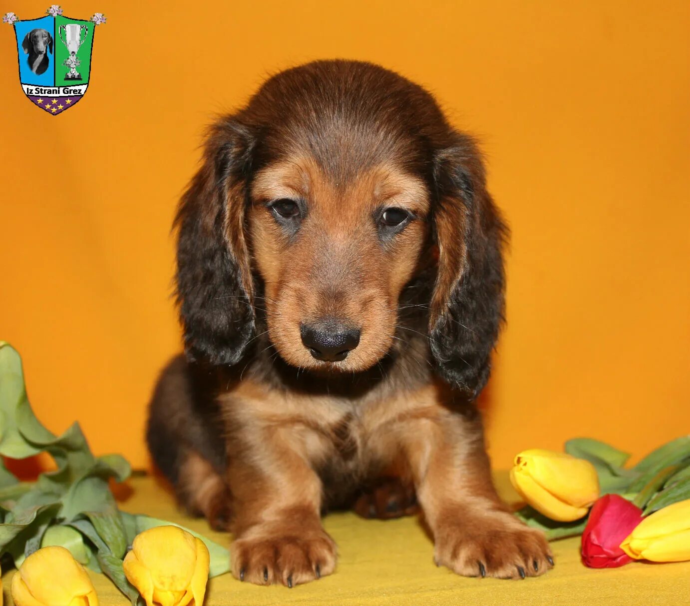 Maks grez. Maks grez. макс фрай возвращение угурбадо. Ciao cacao такса.