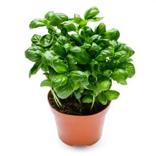 Plants control