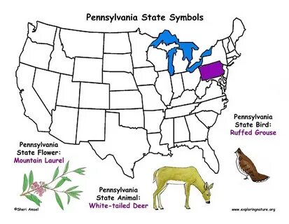 States panda