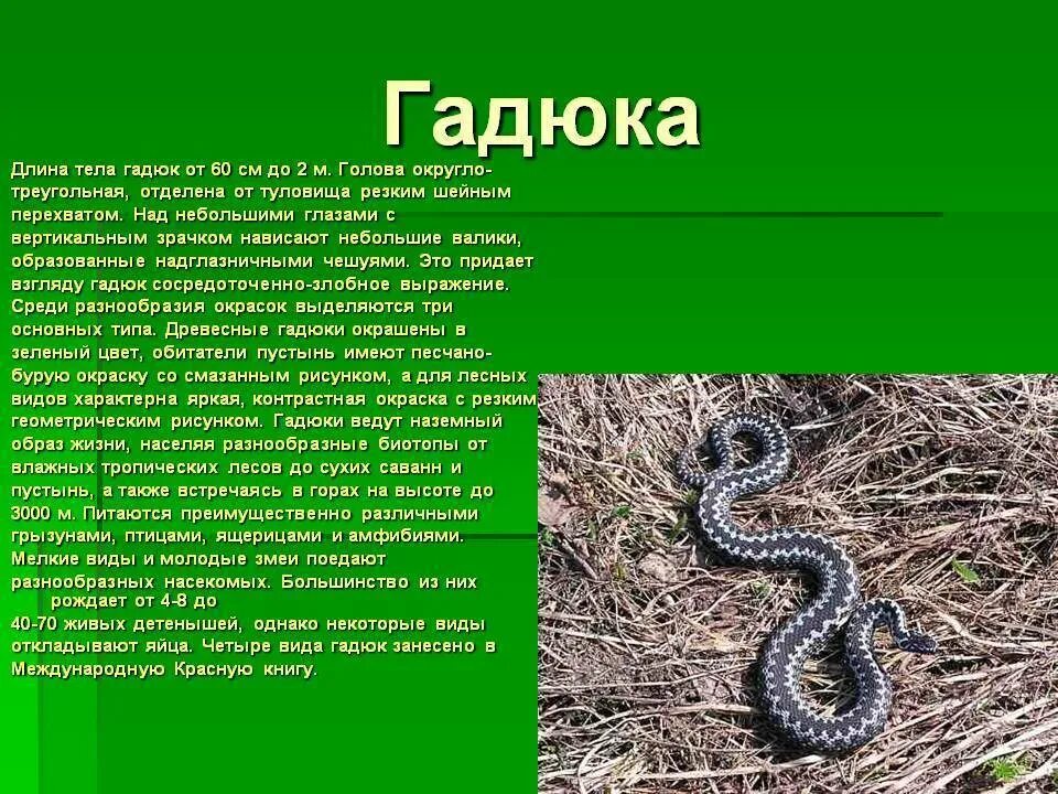 Доклад о ядовитых животных 4 класс. Гадюка обыкновенная 3 класс окружающий мир. змея гадюка класс. гадюка доклад 3 класс окружающий мир. рассказ про гадюку 2 класс.