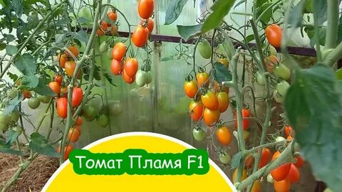 Помидоры пламя