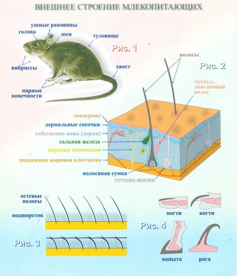 Внешнее строение млекопитающих. Схема внешнее строение млекопитающих 7 класс. Внутреннее строение млекопитающих схема. Внешнее строение млекопитающих 7 класс биология таблица.