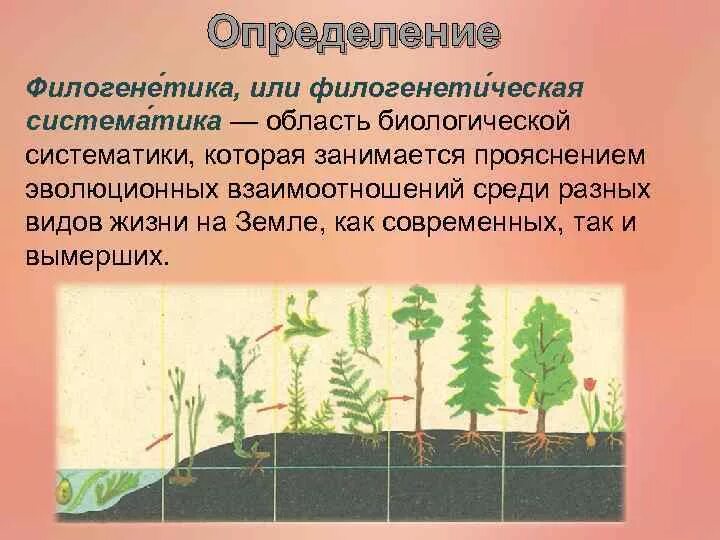 Какова роль человека в эволюции растительного. Эволюция. Растения. Этапы эволюции растений. Эволюция растений на земле презентация. Типы эволюции растений.