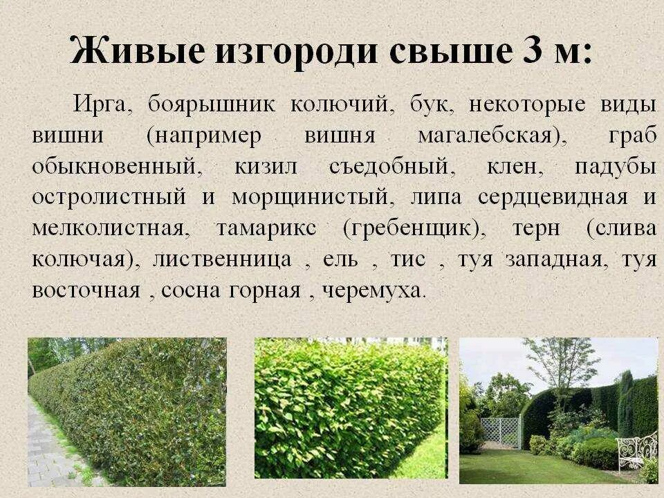 Изгородь существительное. Липа сердцевидная живая изгородь. высота живой изгороди. живая изгородь из ирги и боярышника. функции живых изгородей.