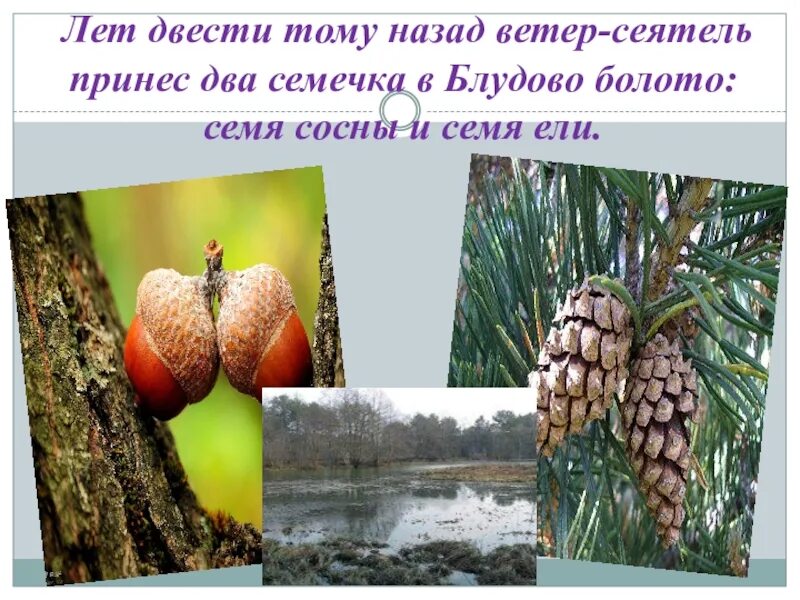 Кладовая солнца пришвин сосна и ель. Лет 200 тому назад ветер. Кладовая солнца ель и сосна отрывок. Лет 200 тому назад ветер. Лет двести тому назад.