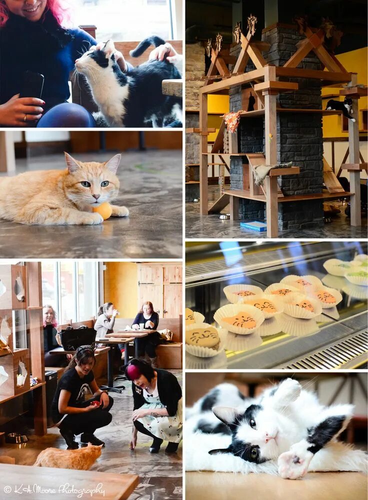 Котокафе новокузнецк. Кошачье кафе. котокафе. кошачье кафе в москве. кафе с кошками.
