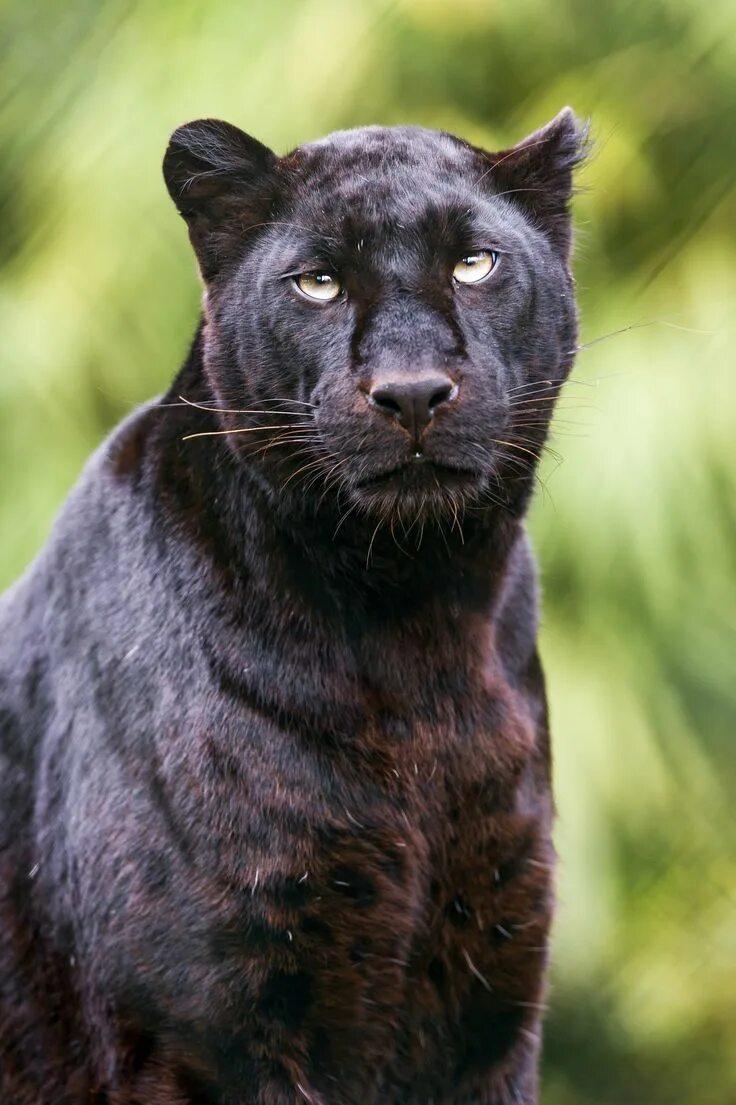Черный леопард макс. Черный леопард. Пантера меланист. Гепард меланист. Блэк леопард.