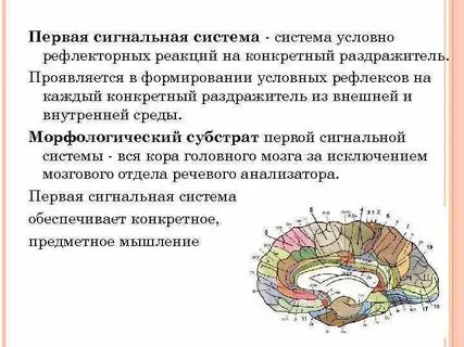 Условные раздражители второй сигнальной системы